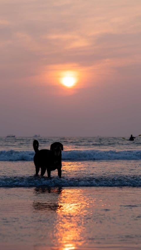 Goa Doggo